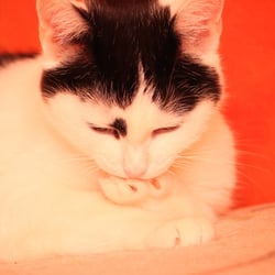 Bastet the Cat 2012 Teil 02