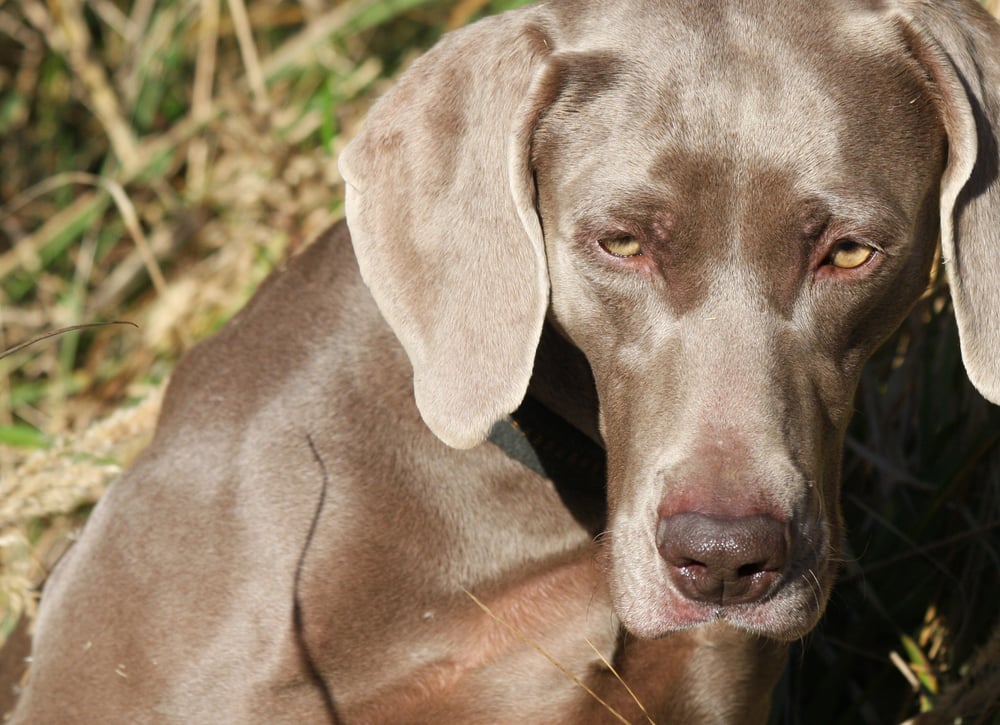 weimaraner elli 5