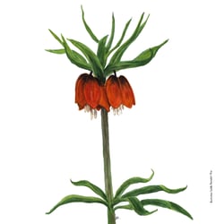 Kaiserkrone