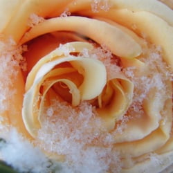 Coole Rose