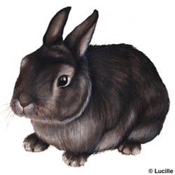 Hase