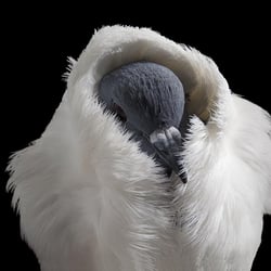 Columba livia