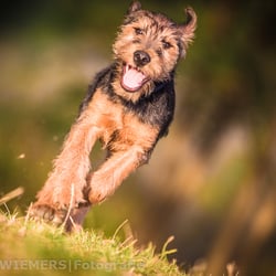 Heideterrier
