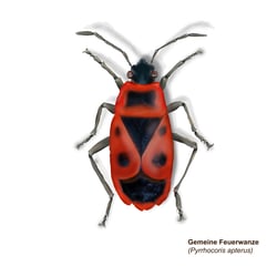 Feuerwanze