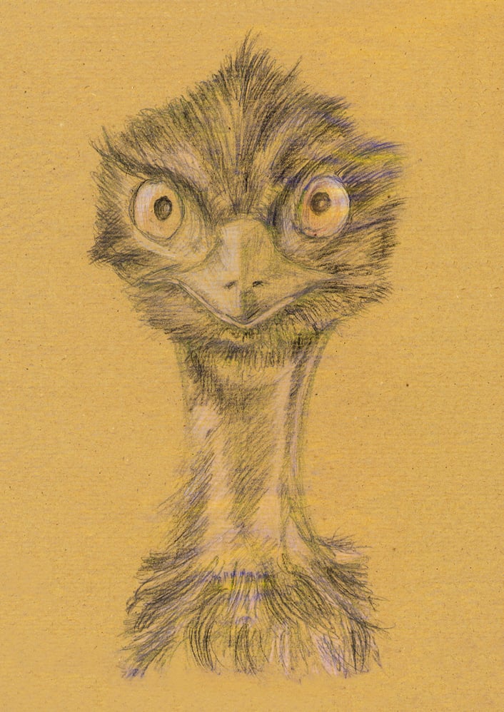 Der Emu  |  Zooskizze mit Bleistift + Farbstift