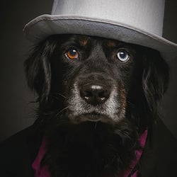 Gentle Dog II