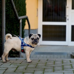 mensch und mops 10