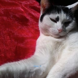 Bastet in Red No 03