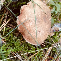 Uckermark / 2022