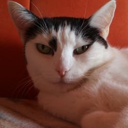 Bastet