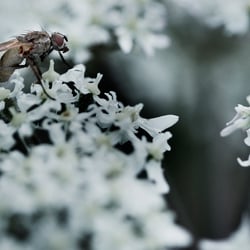 Fliege
