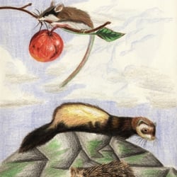 Wildlife