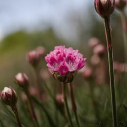 Grasnelke