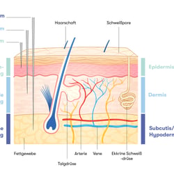 Epidermis Schichten