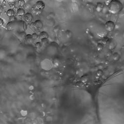 Pusteblume