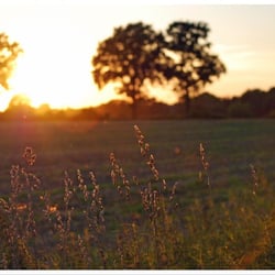 Sommerabend 3