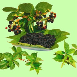 Brombeerdekor