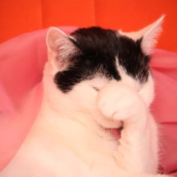 Bastet the Cat 2012 Teil 03