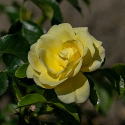 Solero