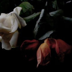 DarkFlowers