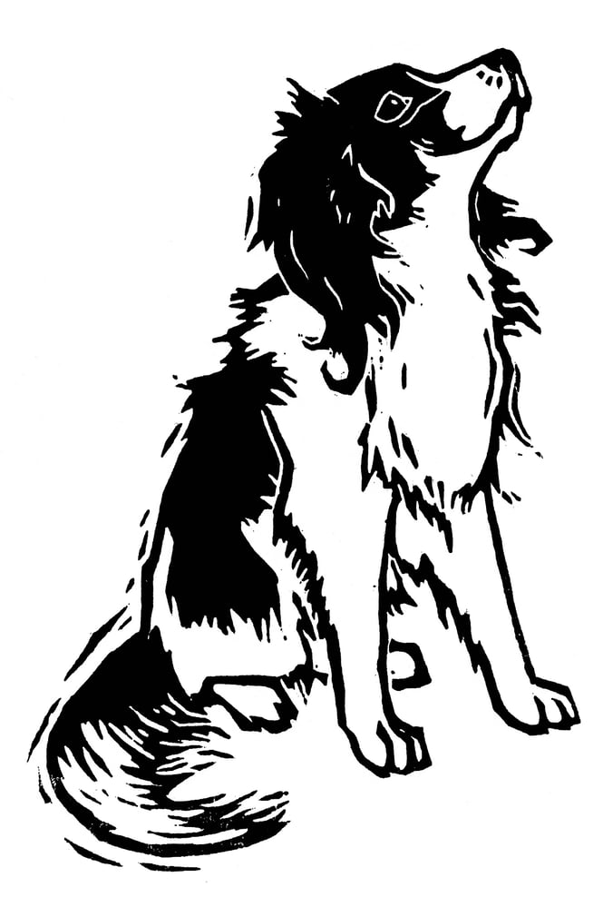 kooikerhondje