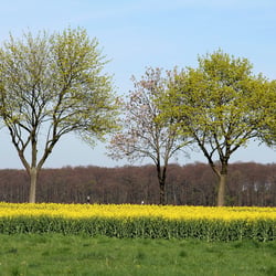 Zwei Bäume
