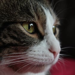 Lines Cat Eyes