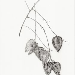 koelreuteria paniculata a4