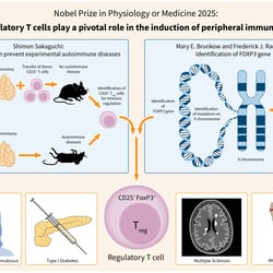 Infografik zum Nobelpreis für Medizin 2025