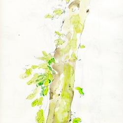 Baumstamm mit Trieben – Tools: Bleistift, Pinsel, Aquarellfarben