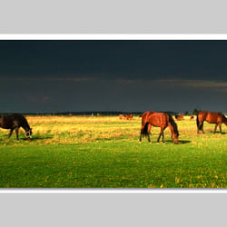 Esref Yilmaz/Fotografie: Tiere