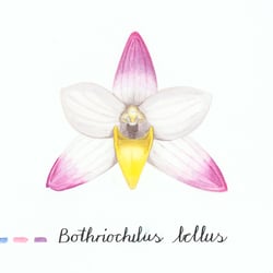 Orquidea Bothriochilus