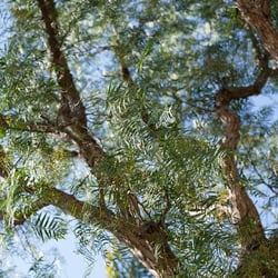 Pepper Tree