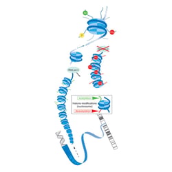 Epigenetik
