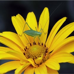 Phaneroptera falcata