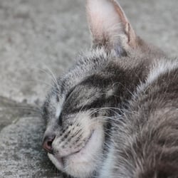 Cats Photography 2012 No. 02
