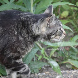 Cat Juli 2014 © by Dina.T