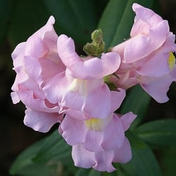 Löwenmäulchen