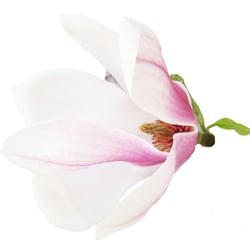 Magnolie freigestellt