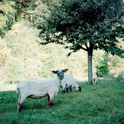 Schaf III