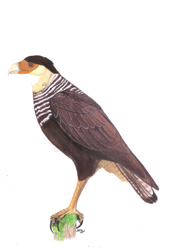Vogelillustrationen
