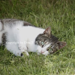 Cat 2014 Foto Übung