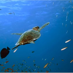 Schildkröte beim Auftauchen im Roten Meer, marsa Alam.