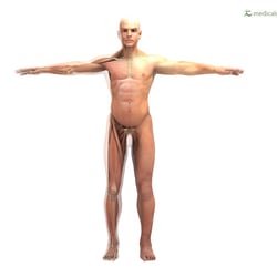 Figur mit sichtbaren Muskeln und Skelett – frontal