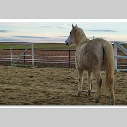 Esref Yilmaz/Fotografie: Tiere