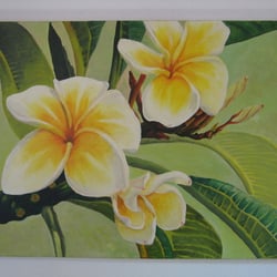 Frangipani