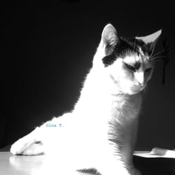 Bastet in Black and White No. 03