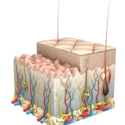 Epidermis draft 6