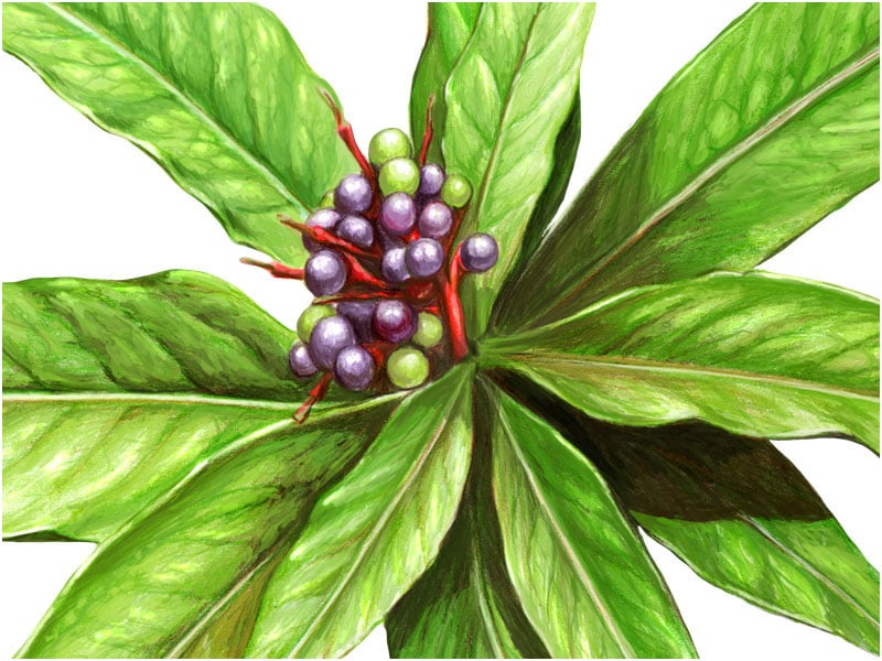 Pflanzen-Illustrationen für Heilkraeuter.de
