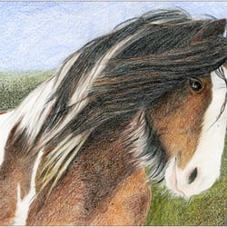 Pferdeportrait